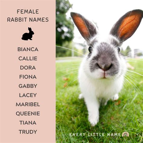 Discover The Most Popular Rabbit Names For Boys In 2023!