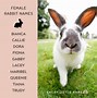 Image result for Adorable Bunny Names