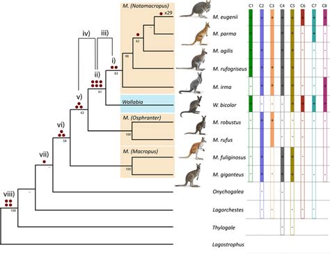 Image result for Kangaroo Evolution Tree