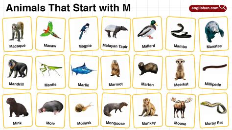 20+ Animals that Start with M in English with Pictures