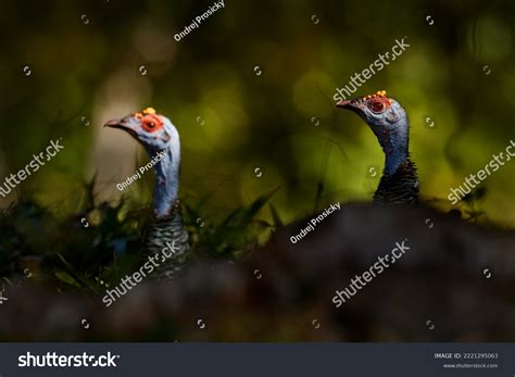 Gutemala Nature Ocellated Turkey Meleagris Ocellata Stock Photo 2221295063 | Shutterstock