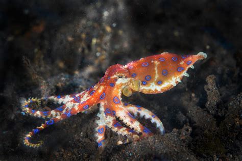 Image result for Blue-Ringed Octopus Attack