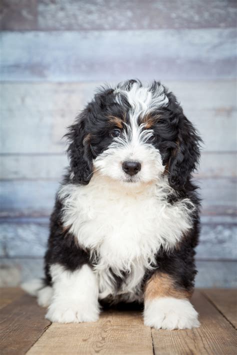 How Long Do Bernedoodles Grow