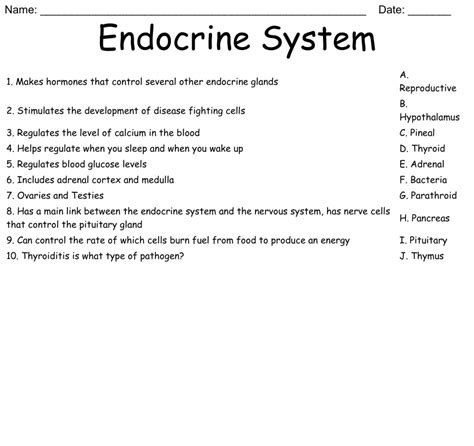 Image result for Endocrine System Worksheet Answers