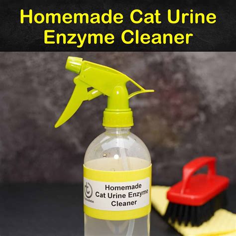 Ultimate Guide To Remove Cat Urine Smell From Sofa
