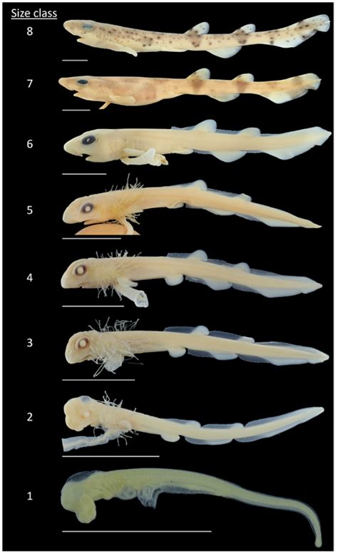 Pre-Hatching Ontogenetic Changes of Morphological Characters of Small ...
