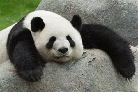 大熊猫为什么吃竹子（肉食大熊猫只吃竹子不吃肉的原因）-大盘站 - 大盘站
