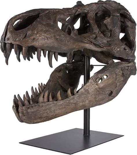 TGBYHNU T-Rex Dinosaur Skull Mounted Fossil Statue, India | Ubuy