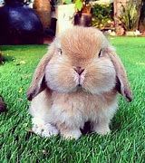 Image result for Cutest Bunny Plushies