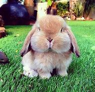 Image result for Cutest Bunny Alive