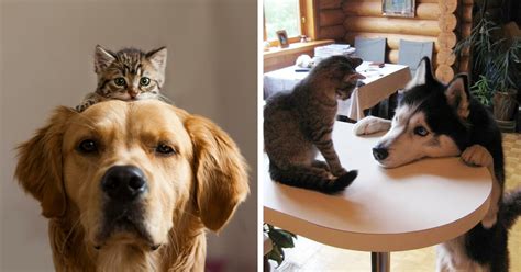 10+ Of The Times When Cats And Dogs Proved That They Can Be Best ...