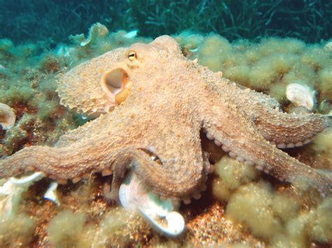 Could this animal be humanity’s successor as Earth’s ruler?-Earth ...