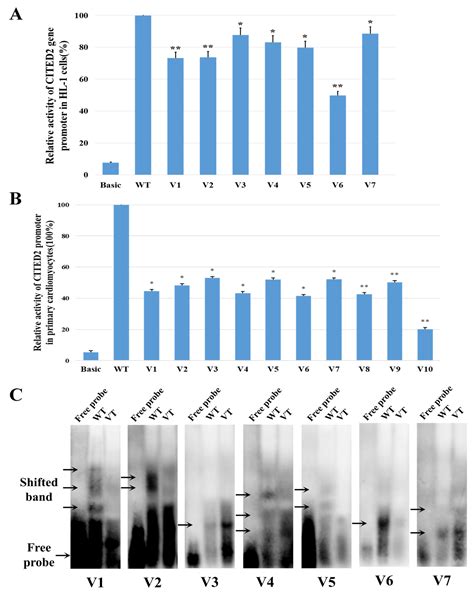 Identification and Functional Verification of CITED2 Gene Promoter ...