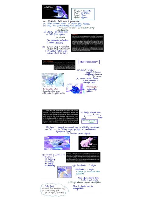 Study Notes on Rana tigrina (Frog) - Phylum Chordata, Class Amphibia ...