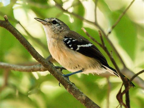 Northern White-fringed Antwren - eBird