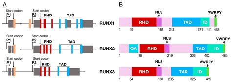 RUNX Proteins as Epigenetic Modulators in Cancer