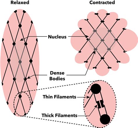 File:Smooth muscle cell contraction.png - Wikipedia