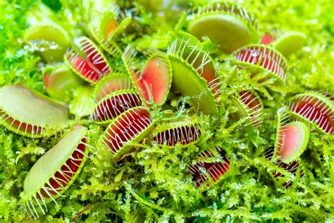 Amazon Rainforest Venus Fly Trap