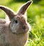 Image result for Cute Bunny with Glasses