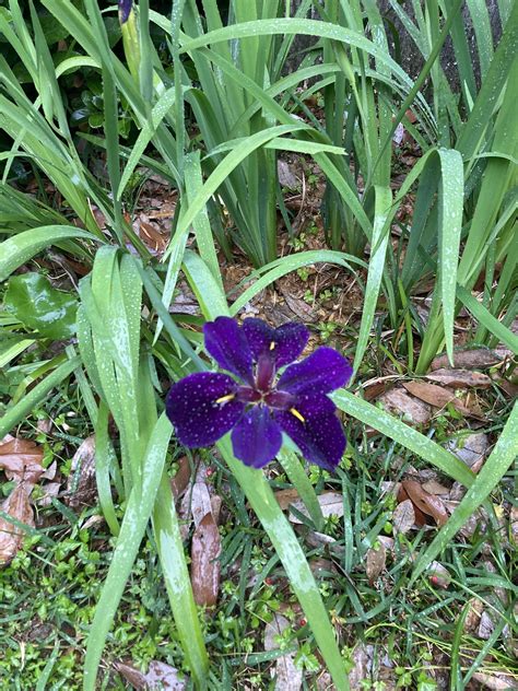 New loved gift for Abigail just dropped - Louisiana (Galaxy) Iris : r ...