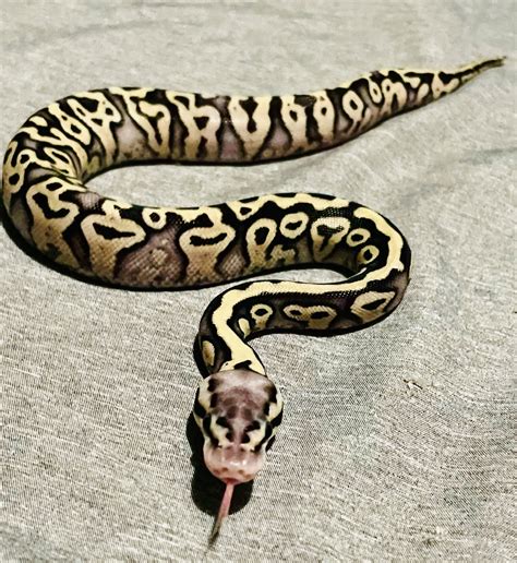 Ball Python Hatchling Care 的图像结果