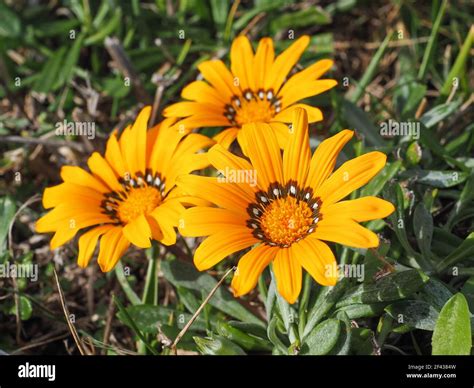 Gazania asteraceae hi-res stock photography and images - Alamy