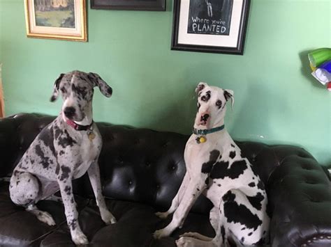 55 Best Images Harlequin Great Dane Puppies Colorado : How Much Does A ...