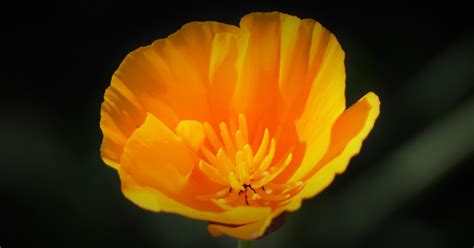 ESA-Listed Species in California | U.S. Fish & Wildlife Service