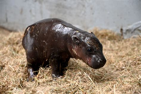 Hippopotame See Rare Pygmy Hippo Born In Greek Zoo – And Why Births