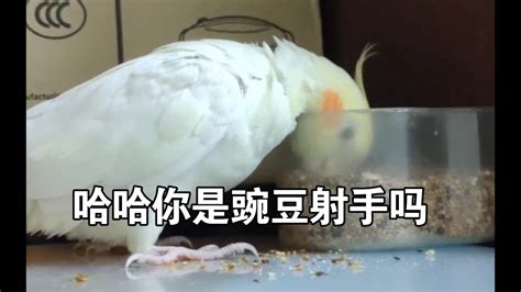鹦鹉以为自己是豌豆射手哈哈，九尾是个天真活泼可爱的鹦鹉宝宝，吃个饭都这么开心哈哈 - YouTube