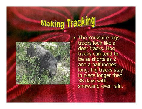 5 L Yorkshire Pigs. | PDF