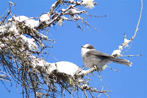 Ann Brokelman Photography: Gray Jay and Blue Jays at Algonquin