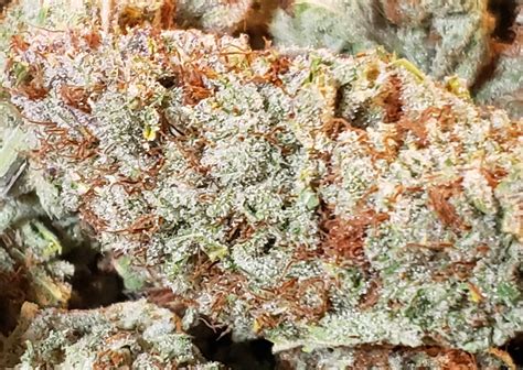 Outdoor bubble gum strain - unarechris