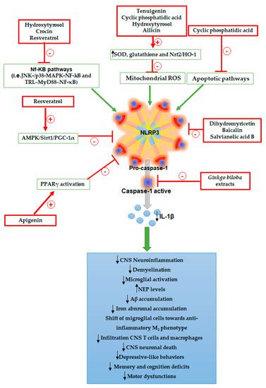Phytochemicals as Novel Therapeutic Strategies for NLRP3 Inflammasome ...