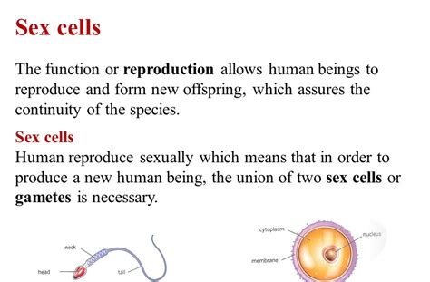 Image result for Reproduction Inseparable