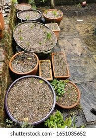 Image result for Spring Bulbs in Containers