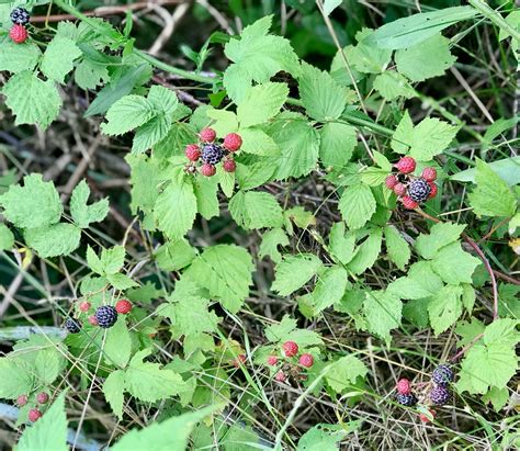 Wild Raspberry Plants
