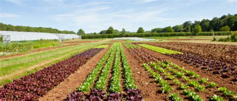 US Local Produce 的图像结果