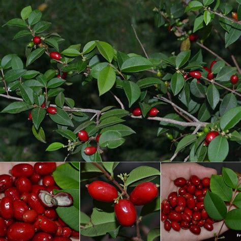 Mystery Fruit Plant (Syzygium sp) – veliyathgardens
