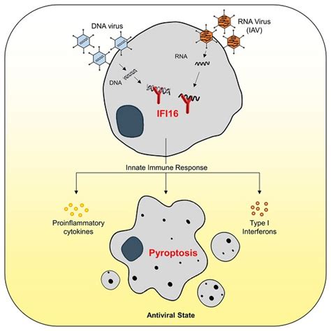 Immunology and Infectious Disease Biology