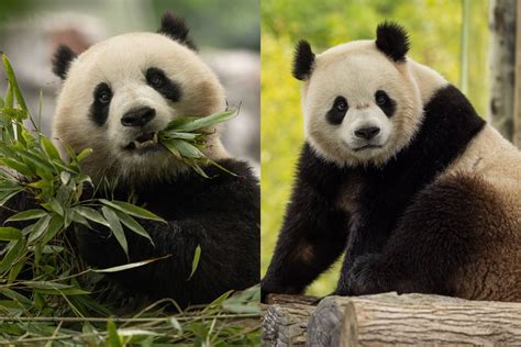 How Old Are The New Pandas At The National Zoo
