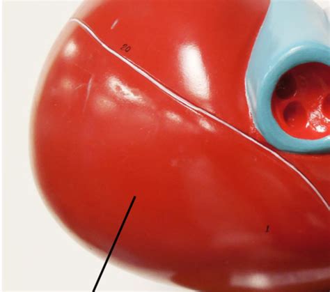 Image result for Liver Models Labeled