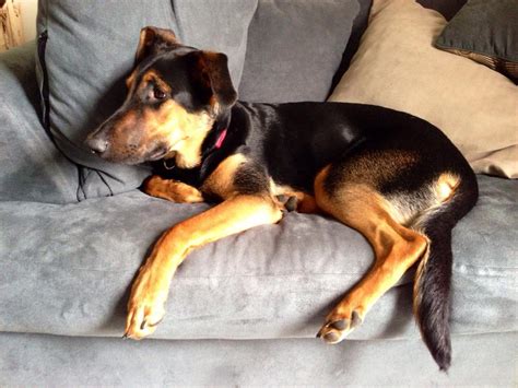 German Shepherd Cross Doberman