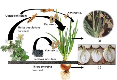 onion thrips life cycle - Ronni Prentice