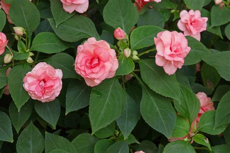 Impatiens walleriana cv. (double)