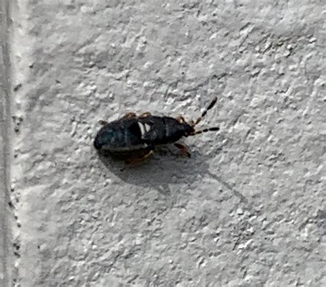 Image result for Small Pinhead