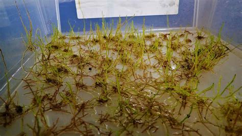 How Tall Do Java Moss Grow 的图像结果