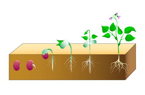 What Are The 5 Ses Of A Plant Life Cycle - Infoupdate.org