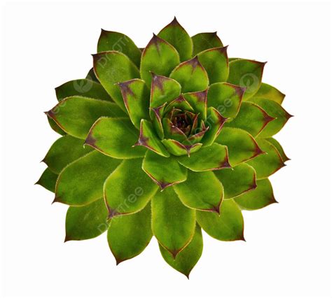 Fundo Crassulaceae Houseleek Planta Suculenta Foto E Imagem Para Download Gratuito - Pngtree