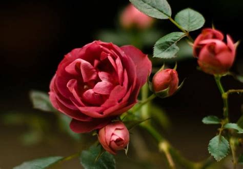图鉴 | 常见药用玫瑰与月季的鉴别